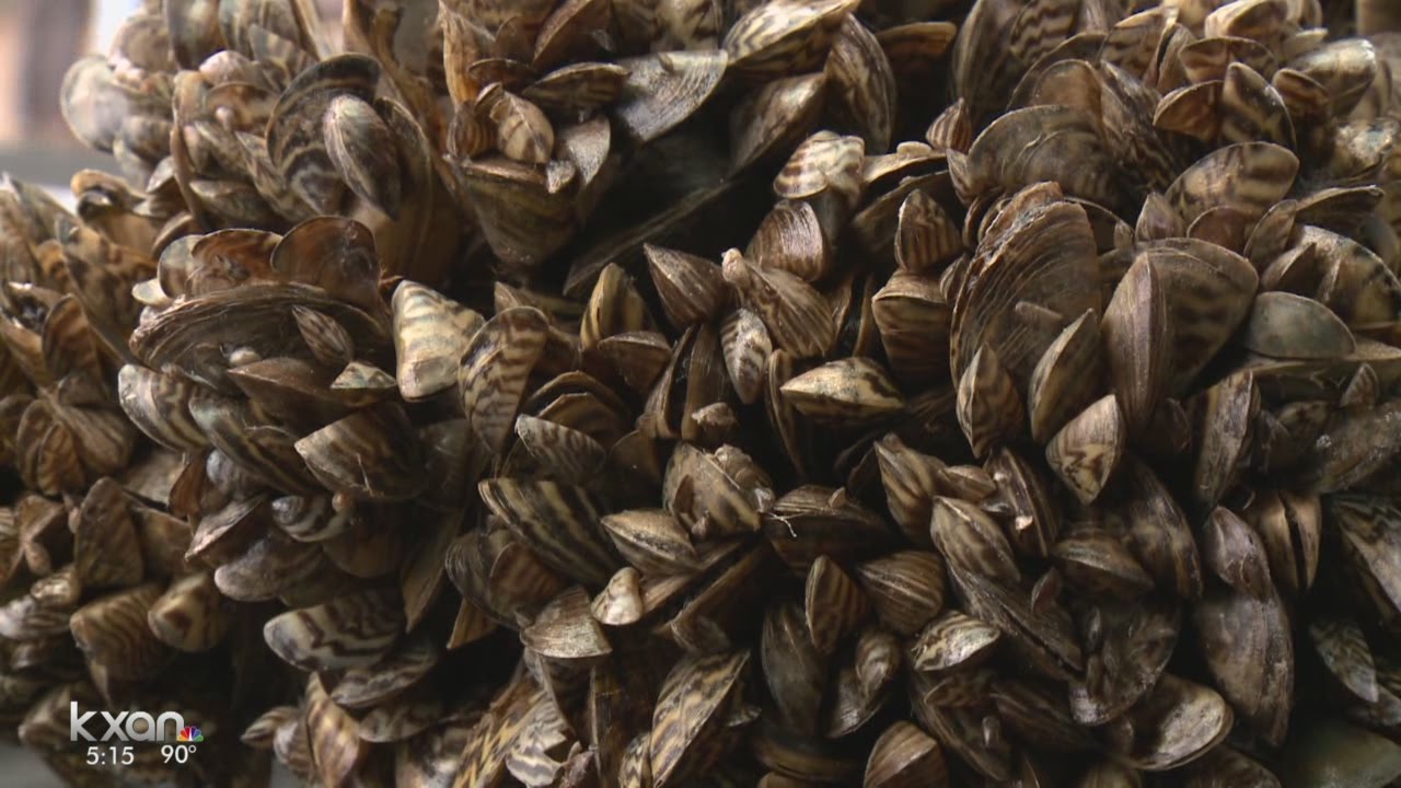 Lake Travis ‘infested’ with invasive, damaging zebra mussels