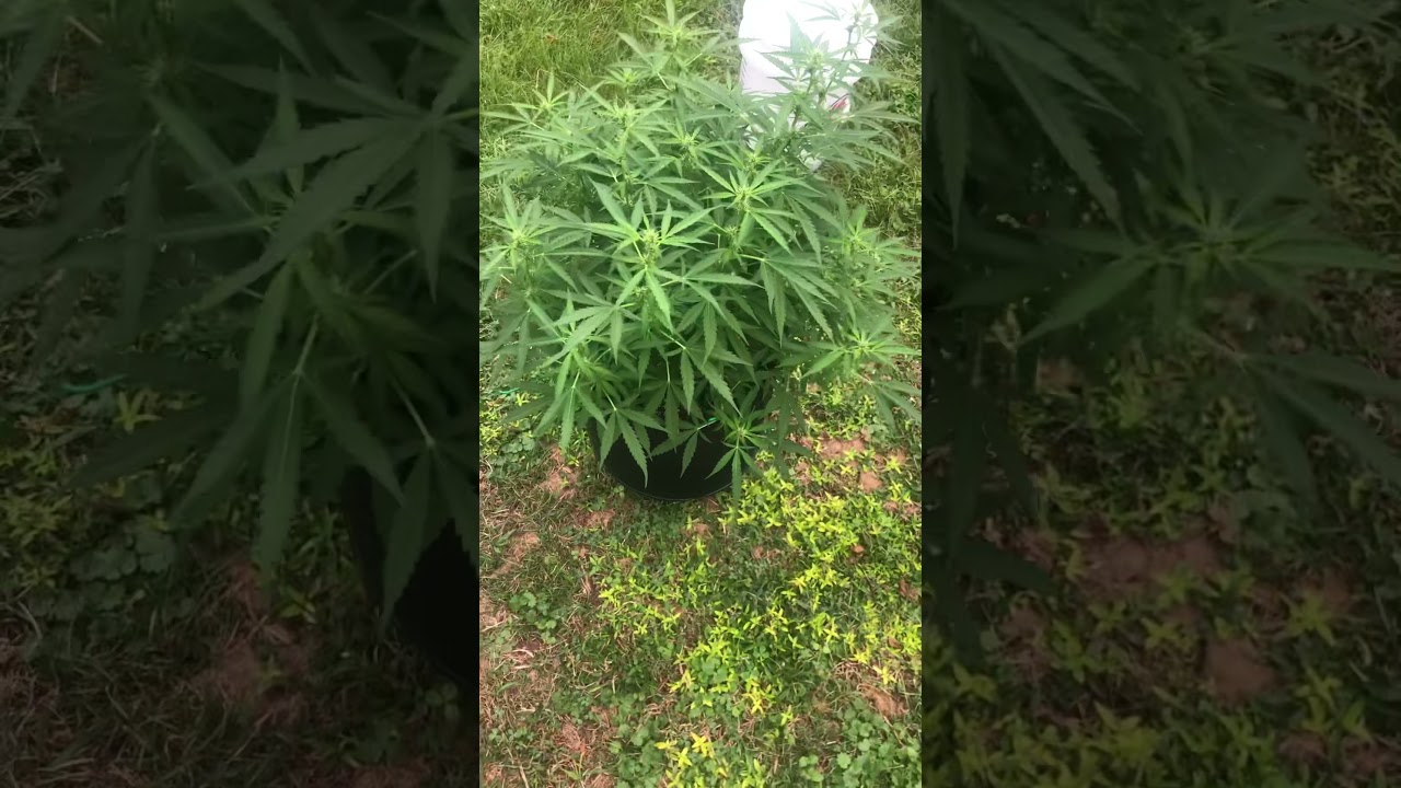 Sour diesel auto first week flower