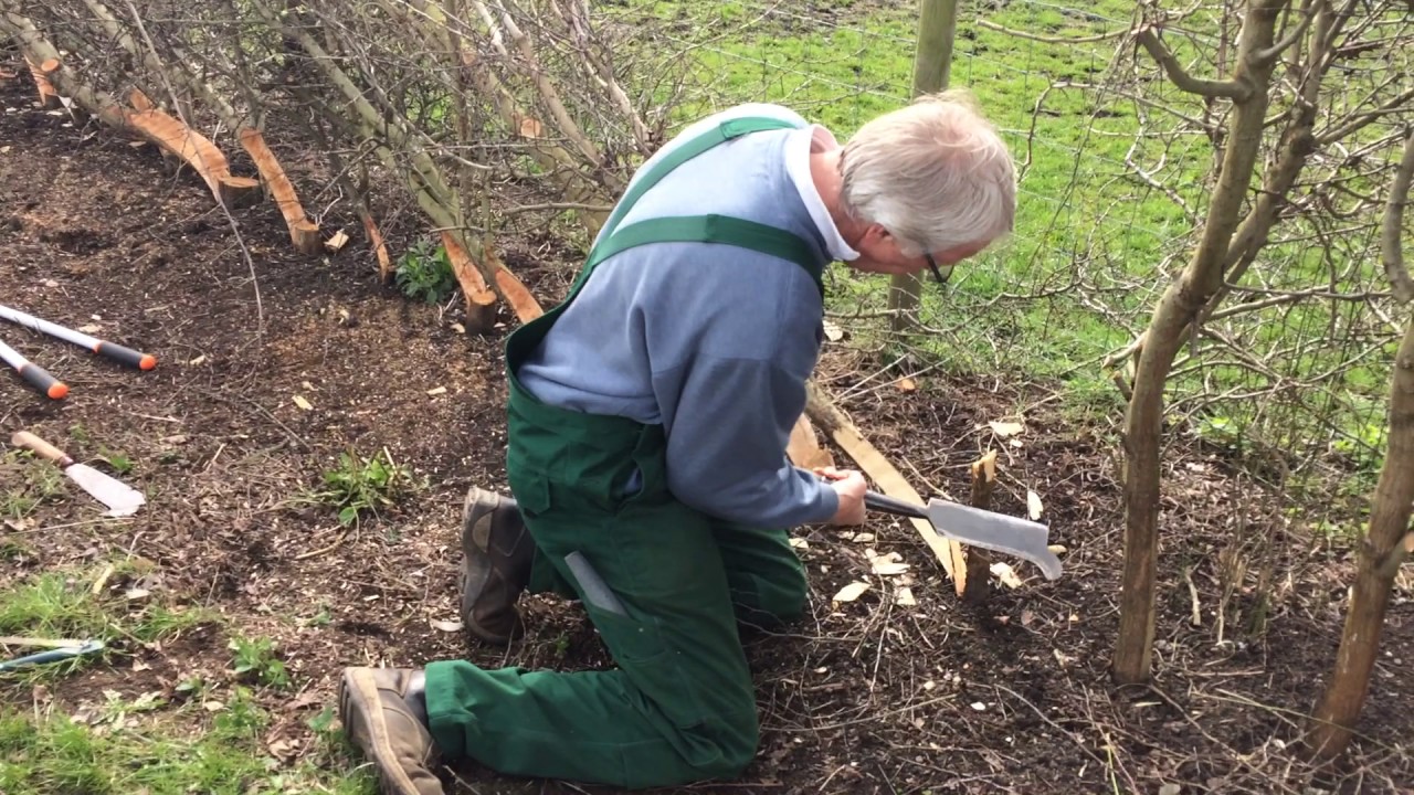 Hedge-laying at Lodge Farm, Thorney