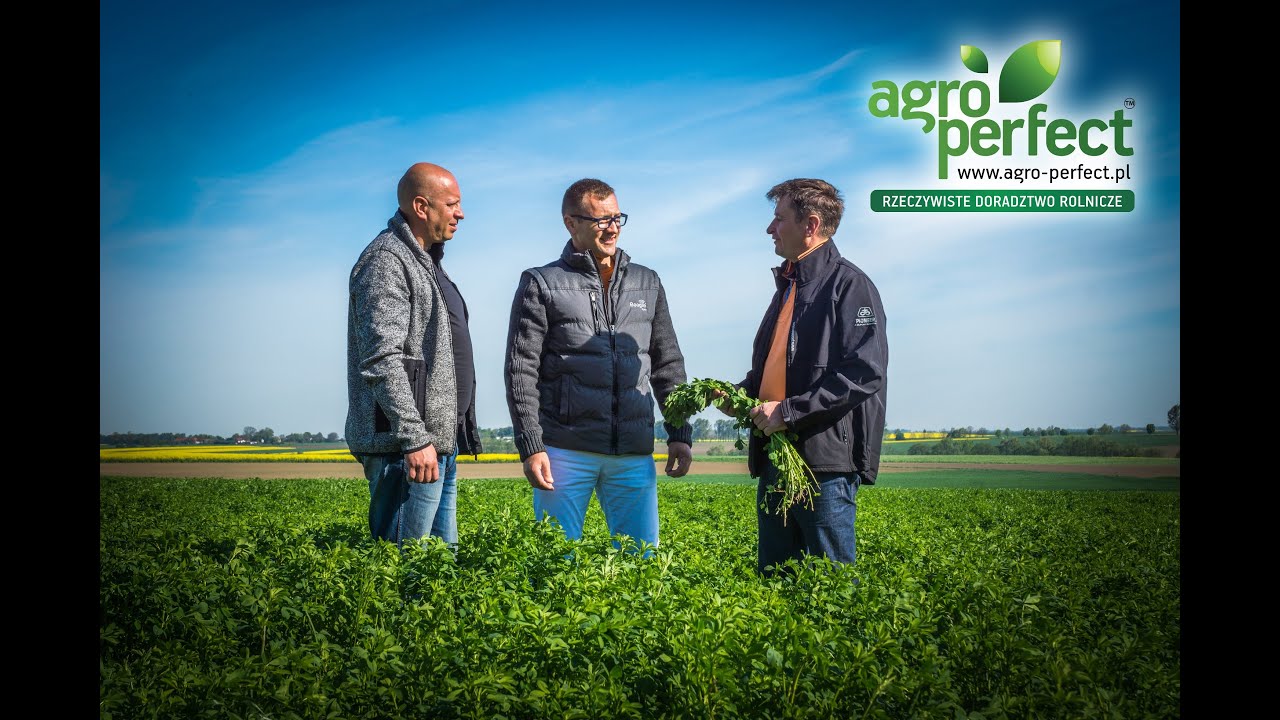 AGRO-PERFECT Bydgoszcz  Piotr Gnot - Lucerna