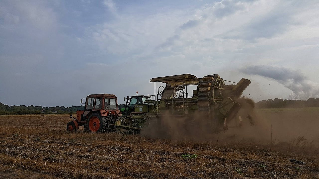 Kartoffeln roden mit Belarus MTZ 820 , Fortschritt E868 und Deutz Fahr M620