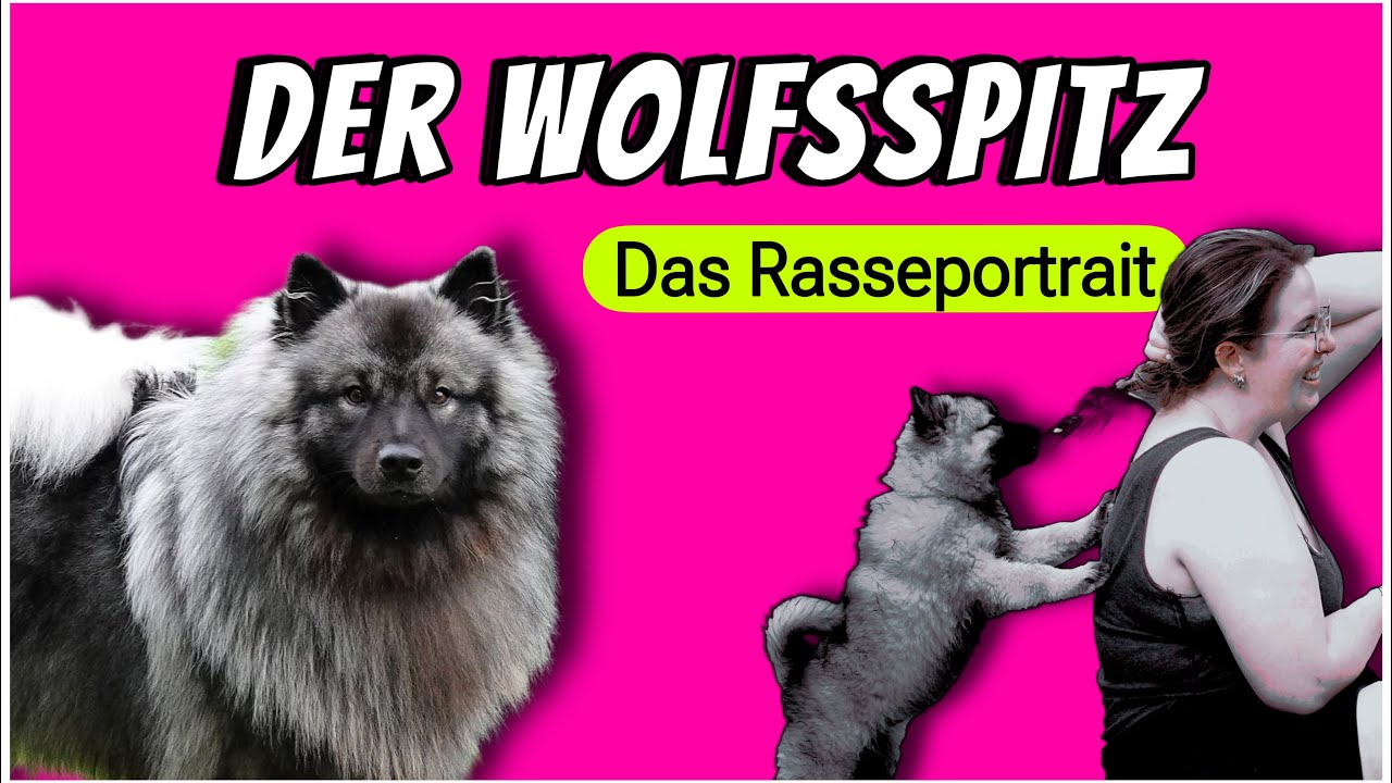 Der Wolfsspitz - ein Wachhund mit Herz ❤️ Charakter, Erziehung und Beschreibung der Rasse