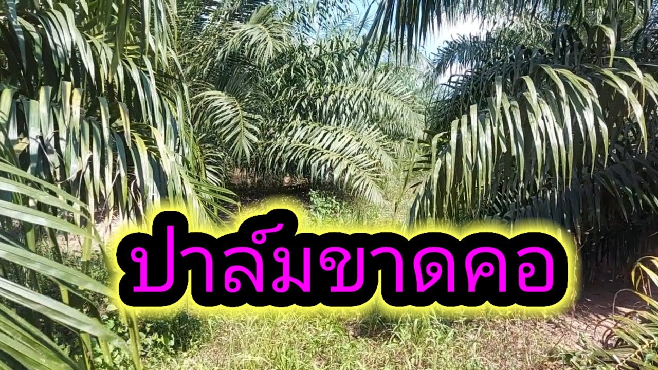 ปาล์มขาดคอ