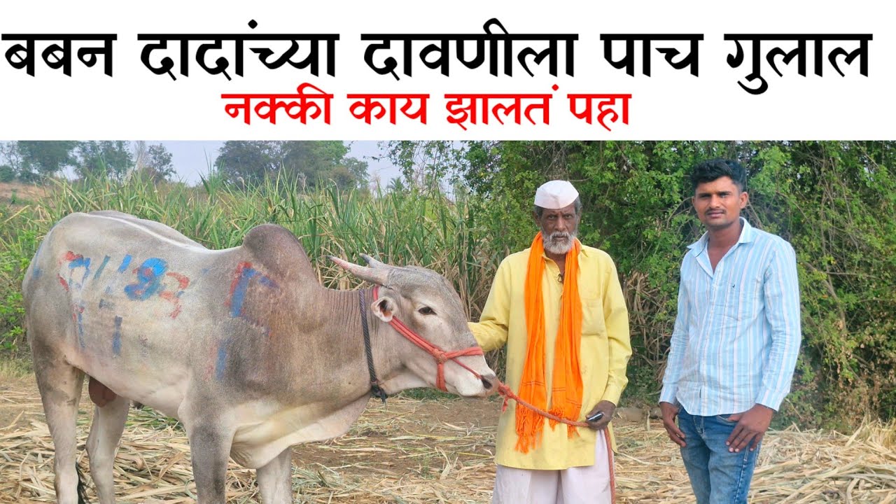 बबन दादा मुलाखत.आम्ही सुरुवातीला हेच खाद्य चारत होतो
