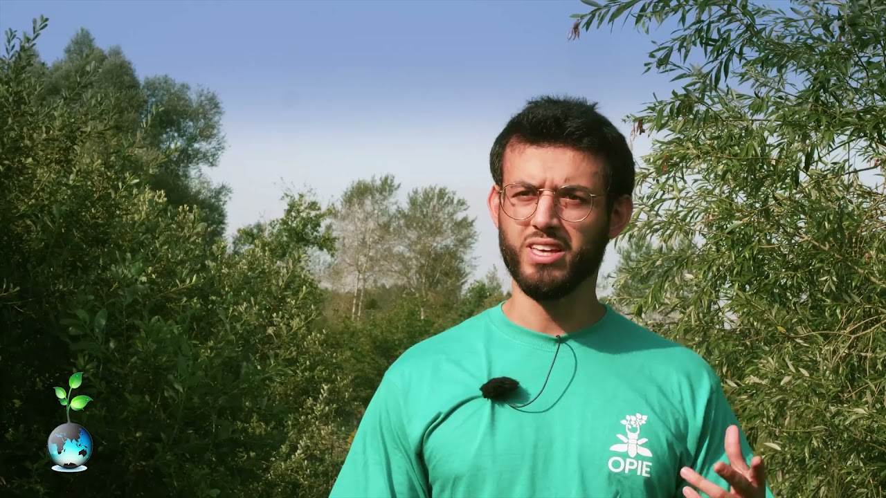 Tarek Bayan  Pourquoi étudier les abeilles sauvages ?