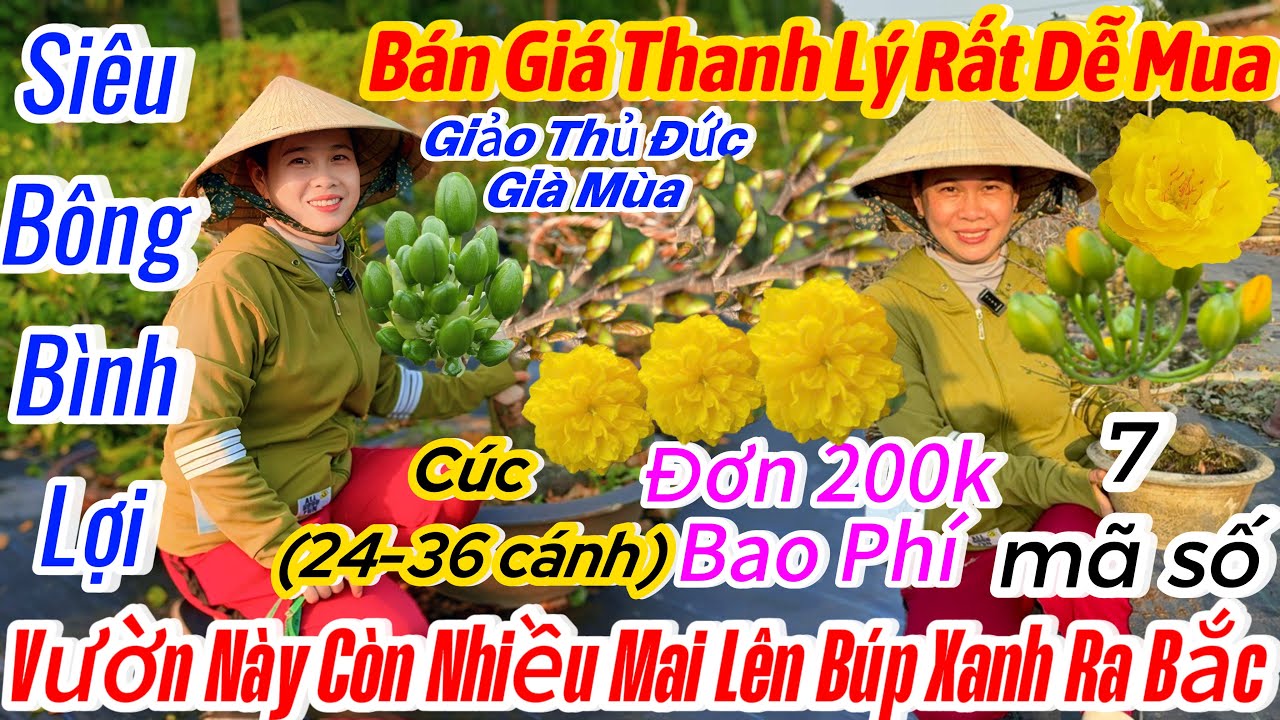 01/02☎️0914999920☎️🌴mai vàng chơi Tết🌴đơn 200k bao phí-xả Vườn mai giảo thủ Đức-Siêu bông bình lợi 