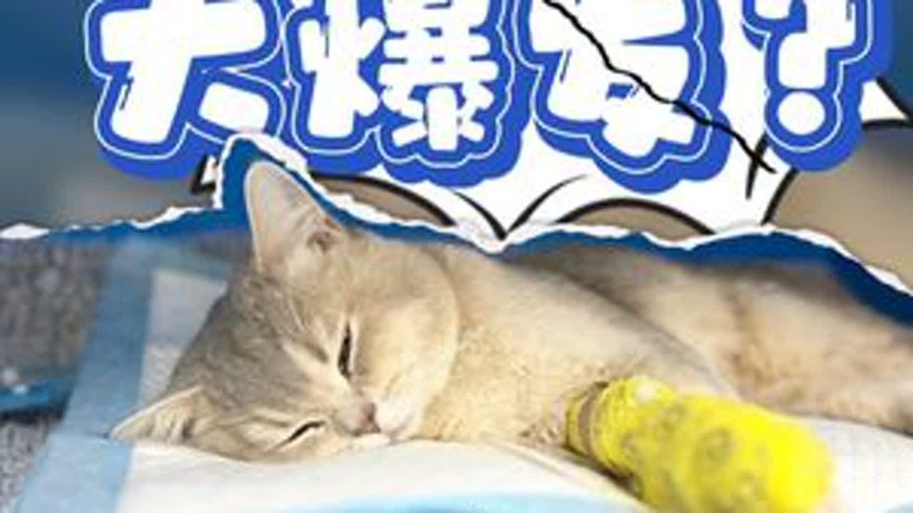 小猫猫瘟咋回事？ 猫瘟会不会传染给我家猫？猫瘟咋回事？#养猫经验分享 #猫瘟 #养猫新手