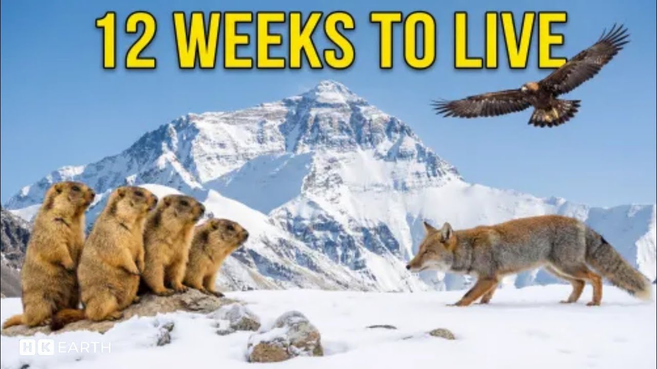 12 Weeks To Live | Baby Marmot’s Fight for Survival at 4,000 Meters