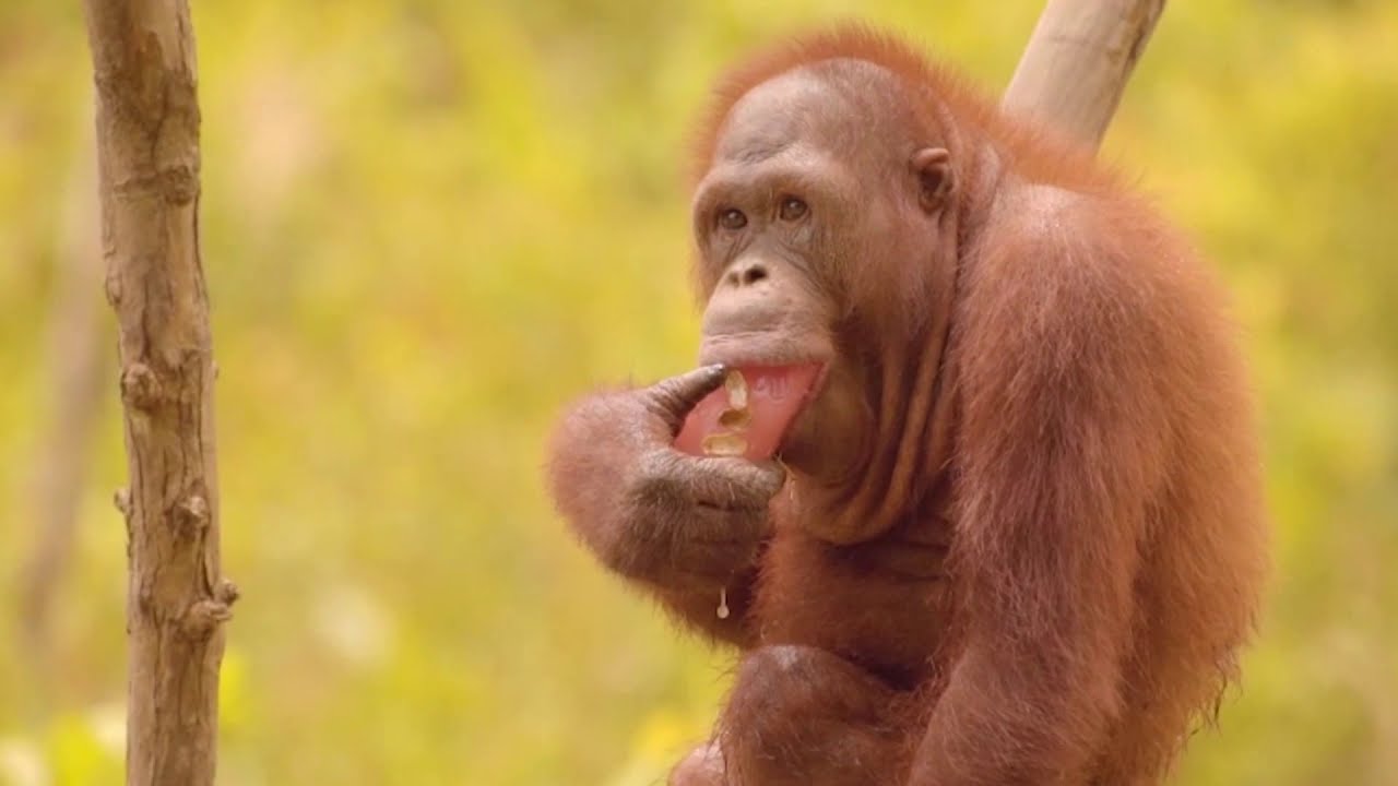 World Orangutan Day 2017 | The Great Projects