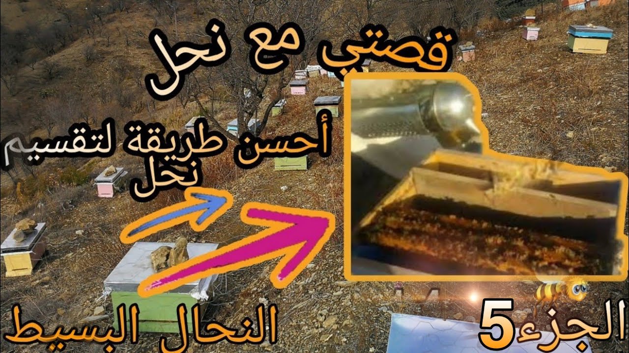 تقسيم النحل بأفضل طريقة / الجزء5