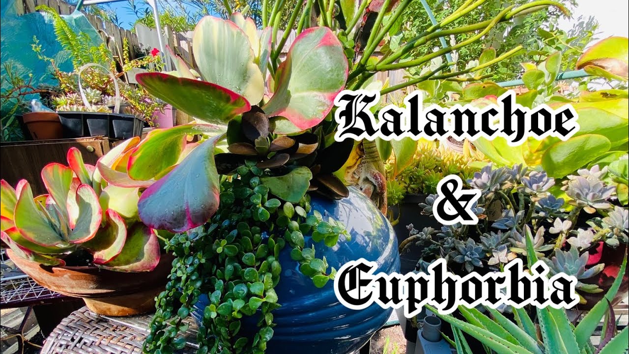 Kalanchoe lucie variegata o kalanchoe raimbow Suculentas coloridas