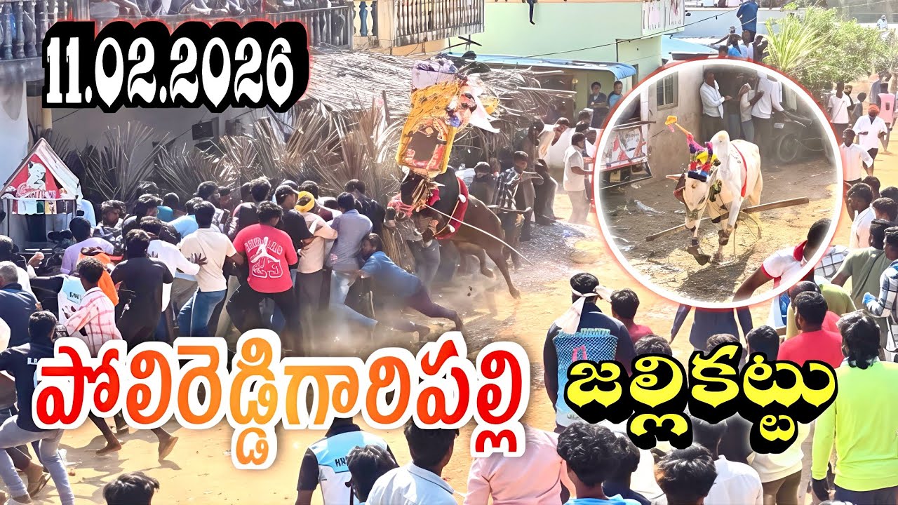 పోలిరెడ్డిగారిపల్లి పశువుల పండగ 🔥11.02.2026 🔥Polireddygaripalli jallikattu Full video.