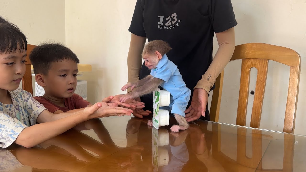 super smart ! monkey abi gets yogurt for his brother and sister