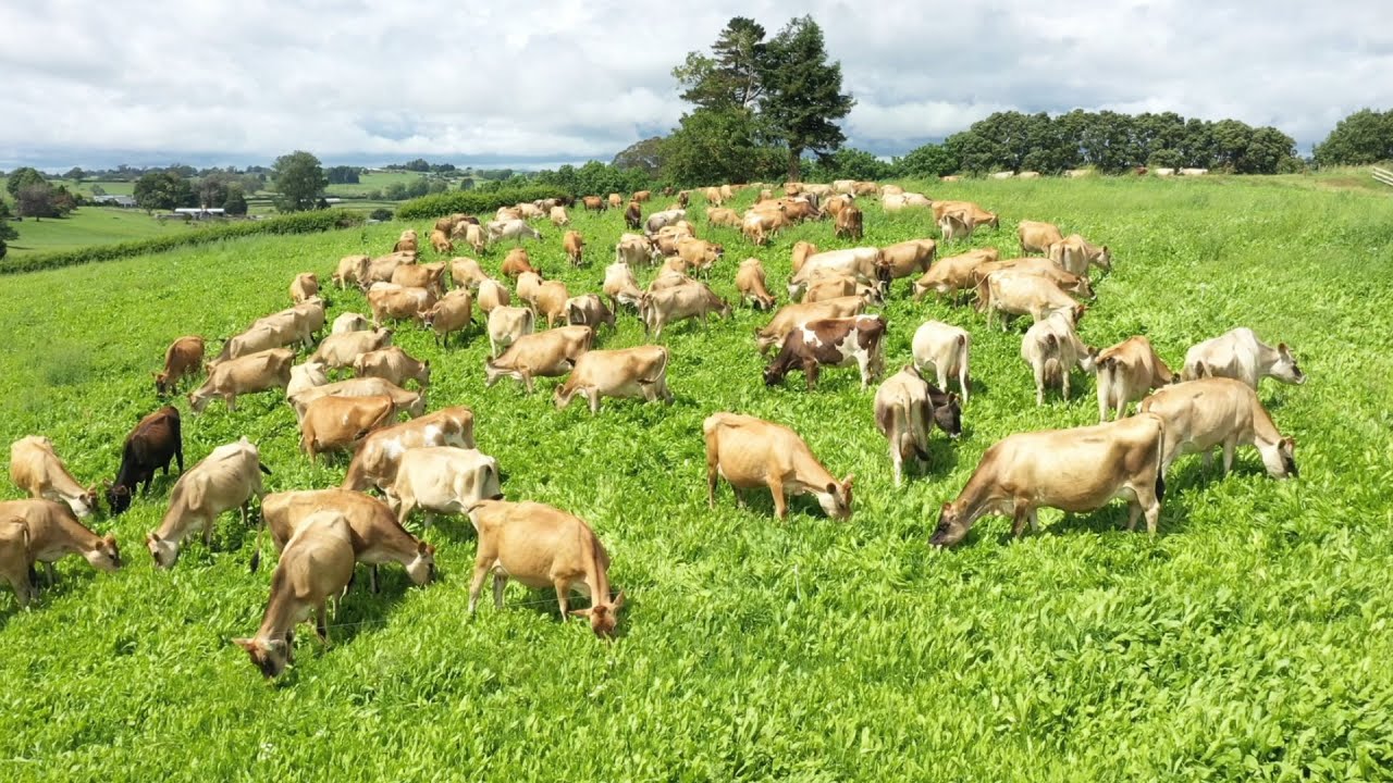 The Cows Start Their Herb Diet - First Chicory Graze For The Summer