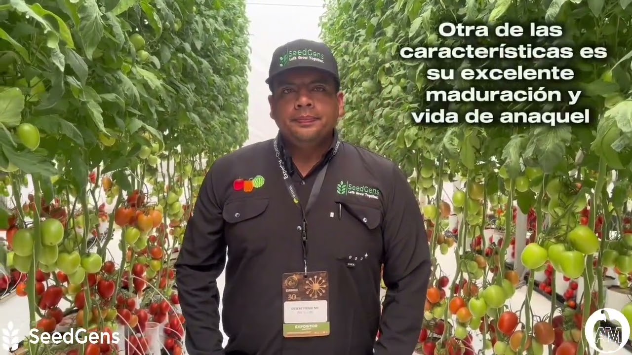 Duran: Tomate Saladette