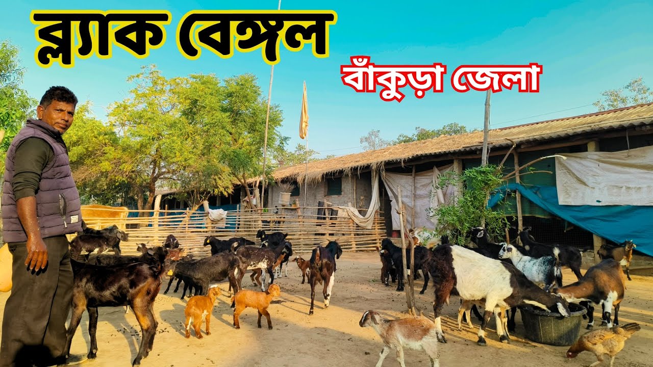 নতুন খামারির সন্ধানে বাঁকুড়া জেলা goat farming || Goat farm || part 1@Biswajitsardar