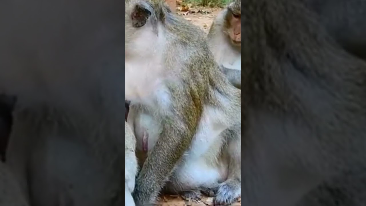 A weaned baby monkey misses for and tries to suck her mom's milk 