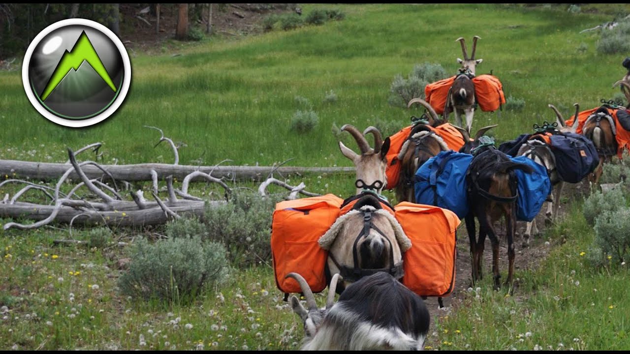 Hunting with Pack Goats