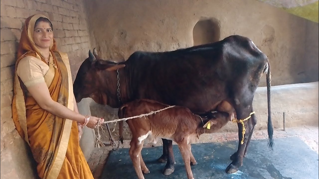 @cow milk video @milking by hand 