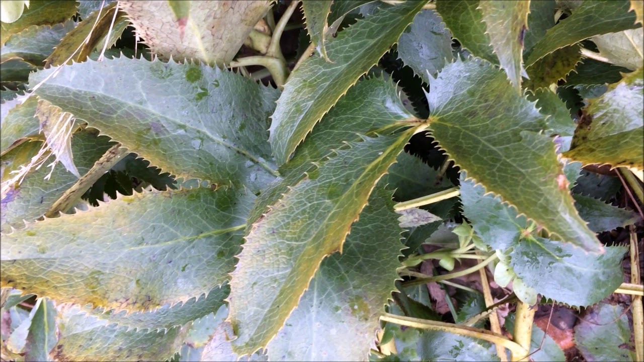 Holly-leaved hellebore (Helleborus argutifolius) - leaves - March 2018