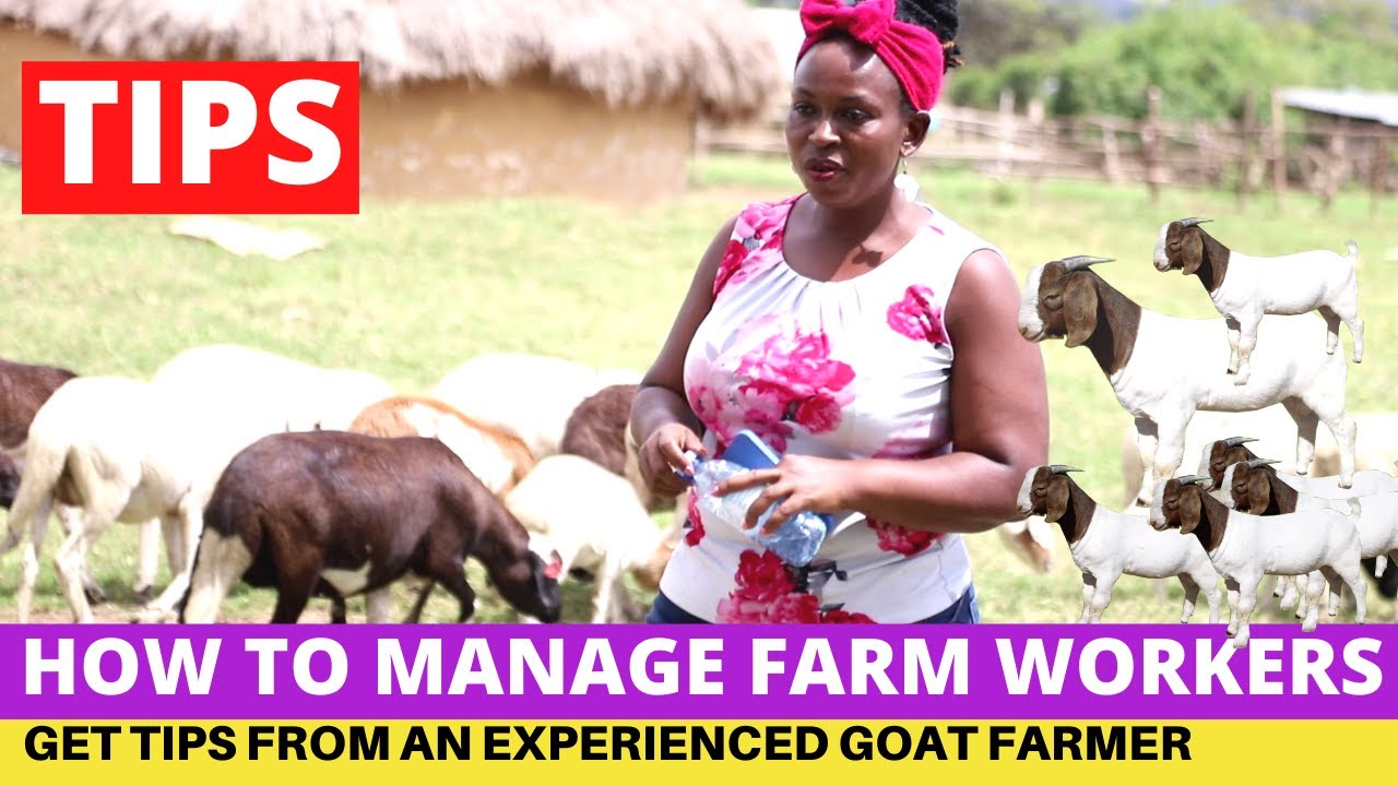 HOW to MANAGE Workers At The FARM - Experienced Goat Farmer shares TIPs