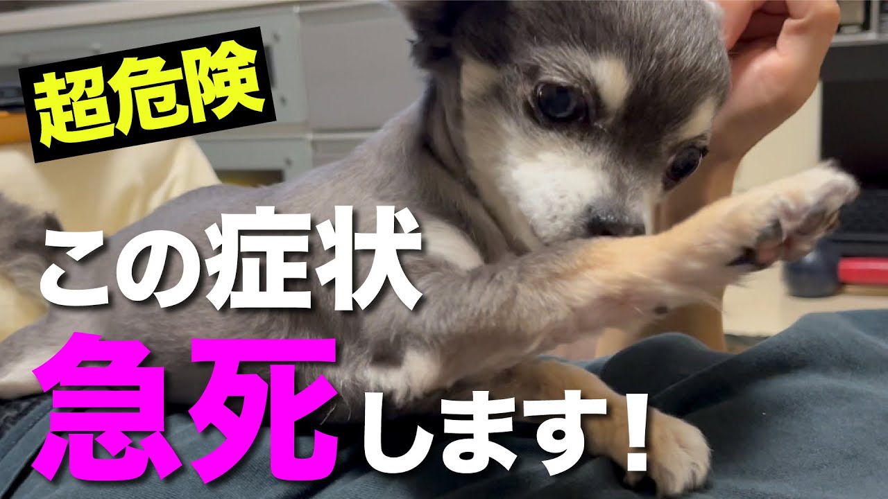 老犬が亡くなる5つの超危険な症状が現れたら今すぐ病院へ連れて行くべき！