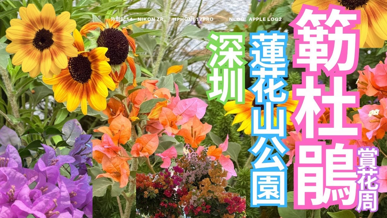 11月深圳蓮花山公園簕杜鵑花海！咖啡節×登山賞花半日遊｜人潮實錄｜Nikon Zr拍花卉片｜外遊記14