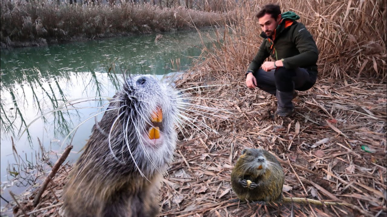 NUTRIA: la specie aliena più famosa!