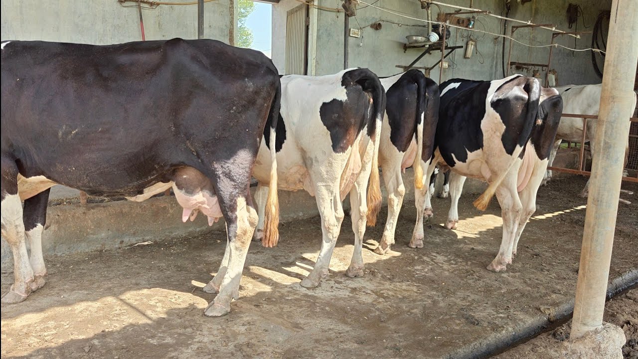 All Cows for sale, ਸਾਰੀਆਂ ਗਾਵਾਂ ਵਿਕਾਊ 
