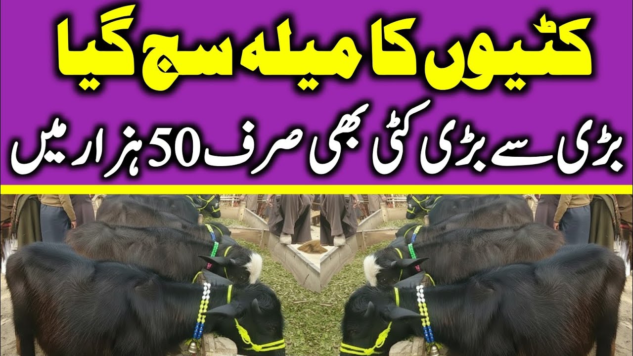 Kattyain For Sale | Young buffalo for sale | Katti Farming In Pakistan | 1 Saal Ki Kattiyan 