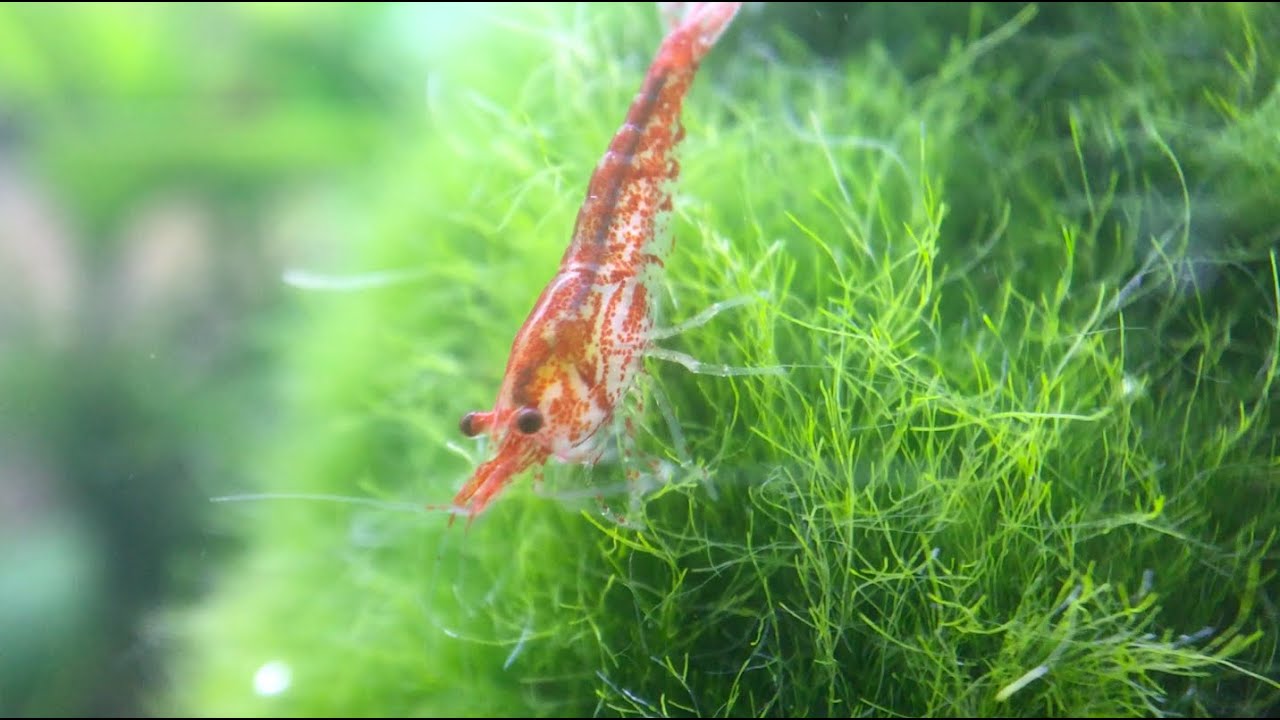 shrimp and marimo moss balls