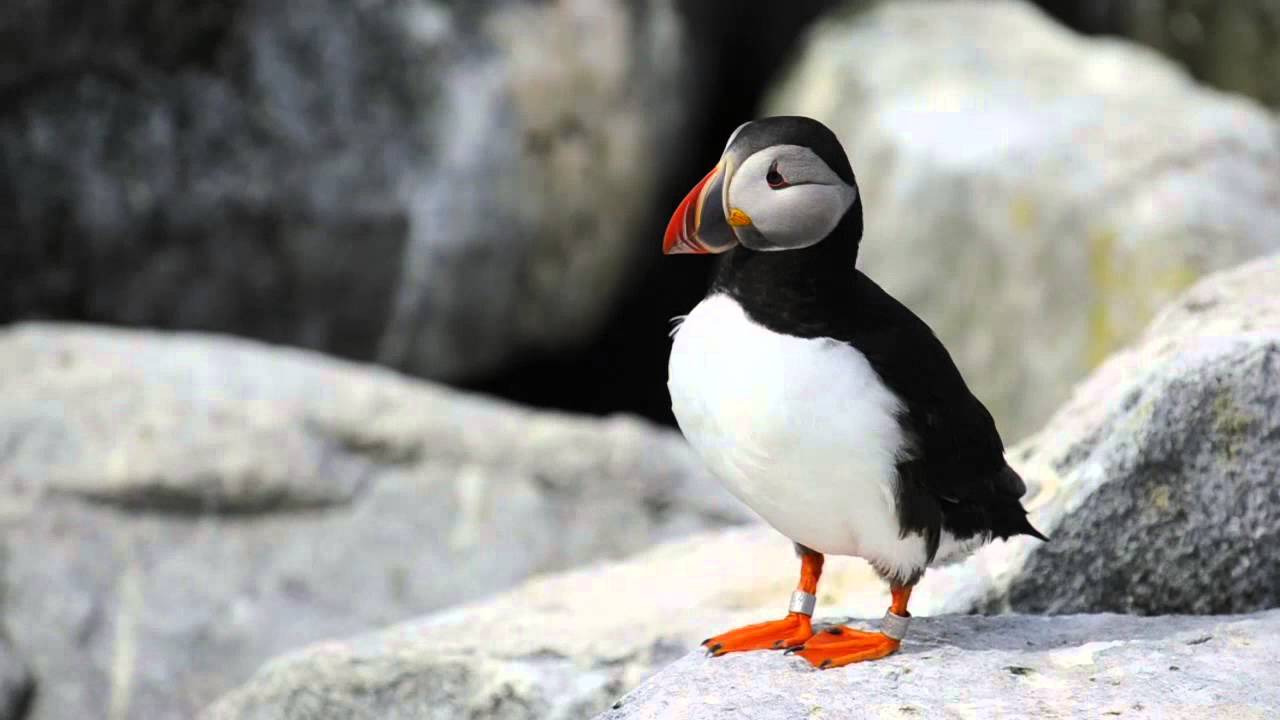 Fratercula arctica (fraelecillo atl&aacute;ntico o com&uacute;n)