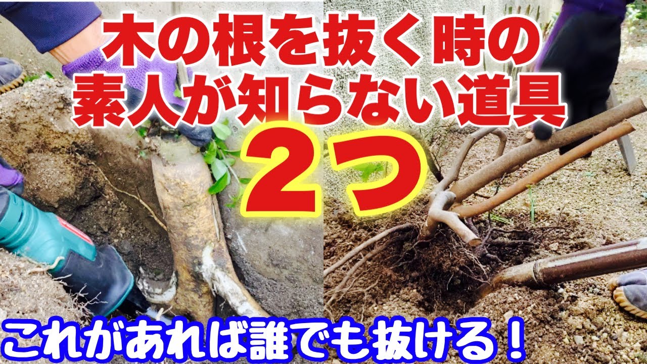 木の根っこを抜く【抜根、自力、人力】この２つがあれば誰でも抜ける！🌳😆✨