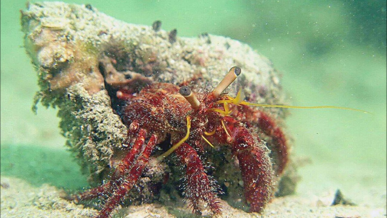 Tas Diving 2017