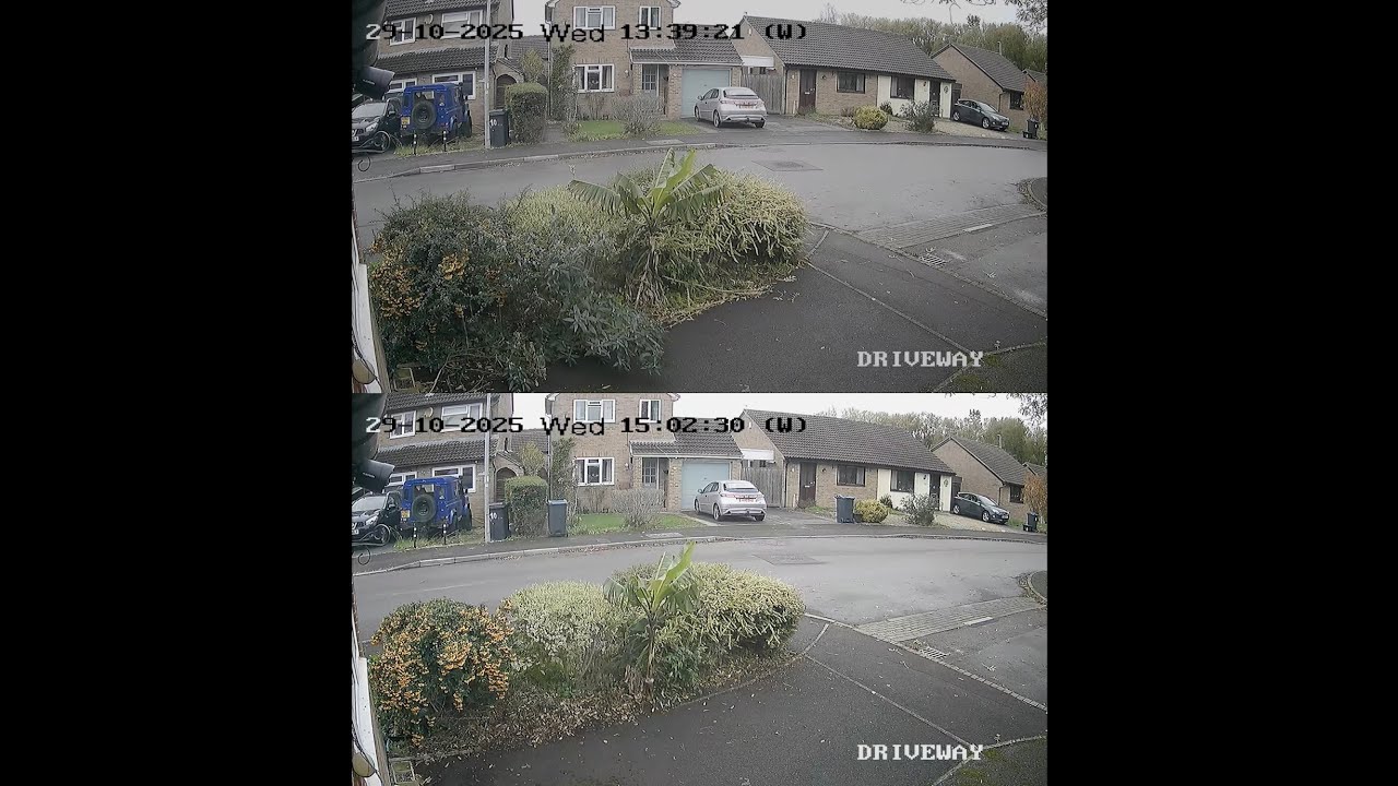 Tidying the hedge 29/10/2025 Watch to the end :)
