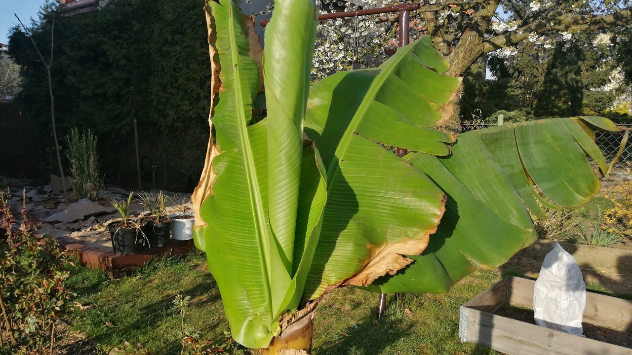 341#. Musa Acuminata dwarf cavendish - podmiana podłoża