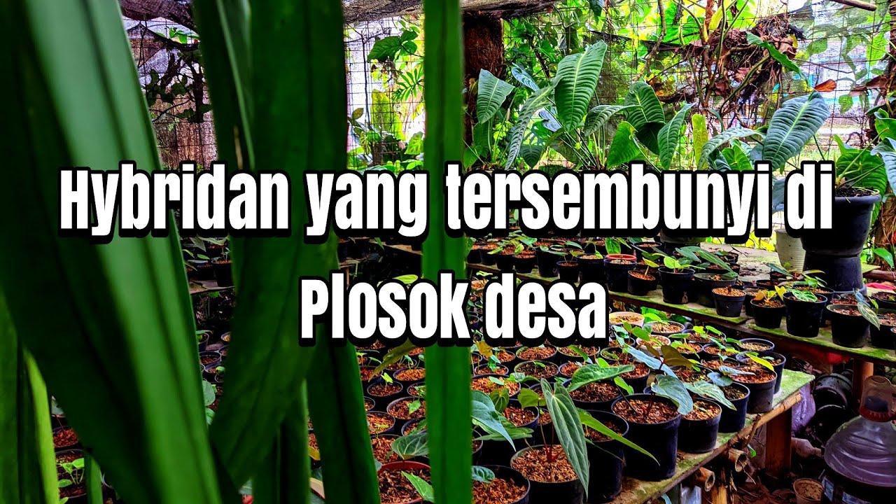 PERTAMAKALI NGONTEN DISINI KOLESIANNYA CAKEP-CAKEP 🥰🥰🥰