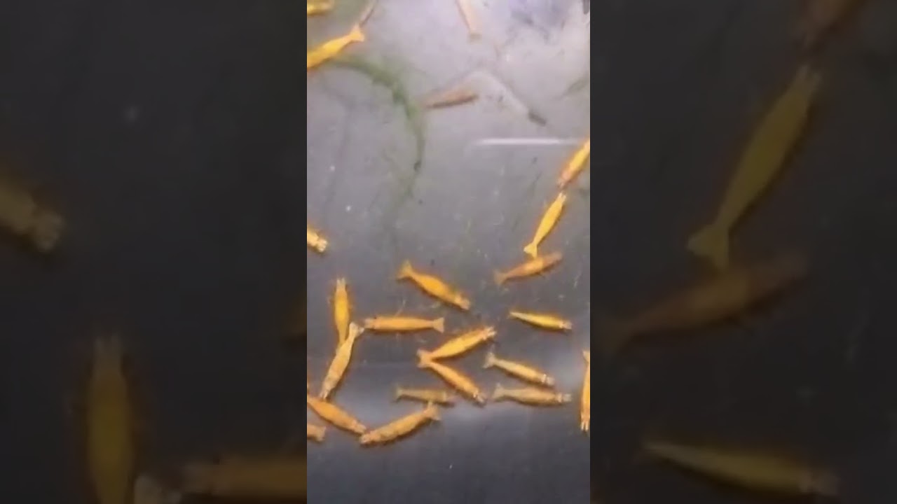Shrimp 🦐🦐🍤🦐🍤🦐🍤 