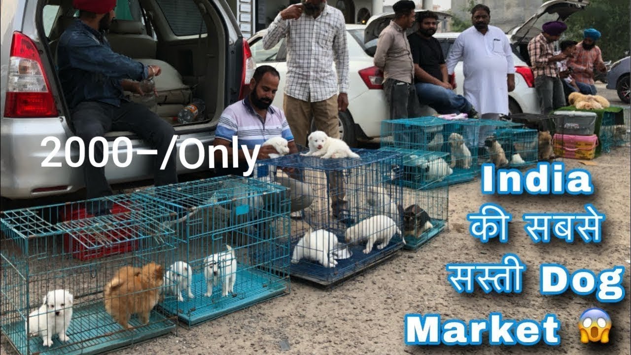 Cheapest dog Market in India || Dog Price list in Punjab