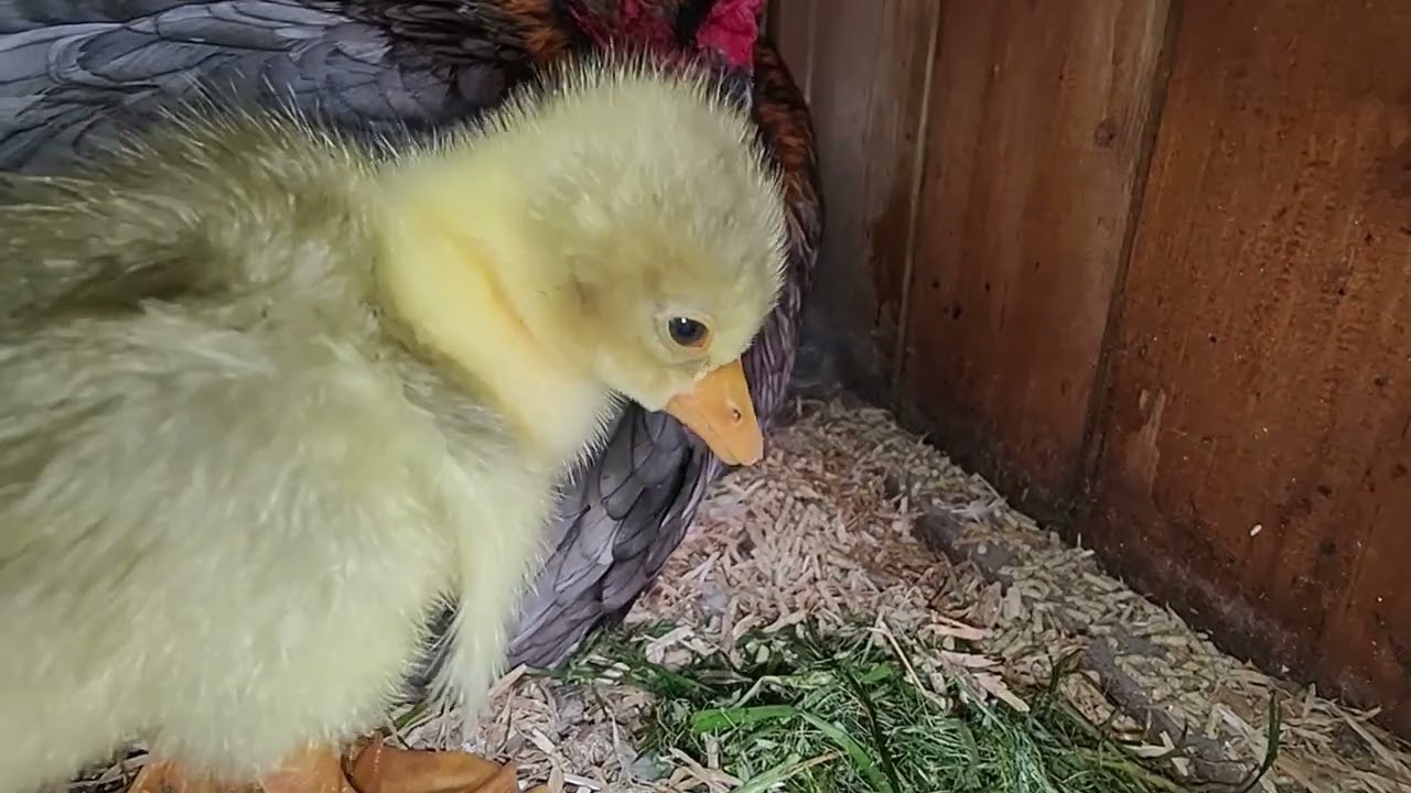 Het Ganzen kuiken en de Brahma moeder.
