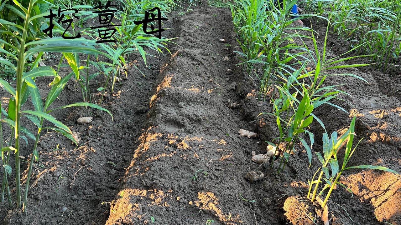 種薑 | 挖薑母～施肥與灌溉管理