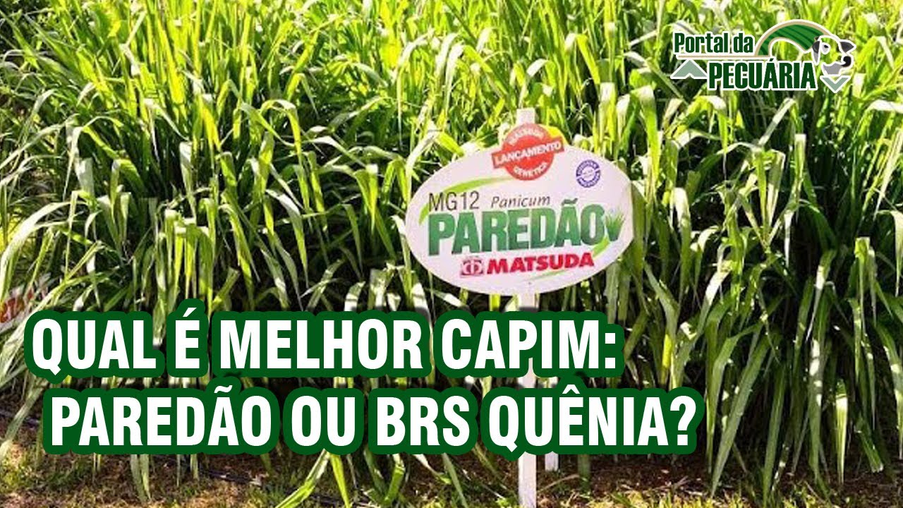 Qual é melhor capim Paredão ou BRS Quênia?