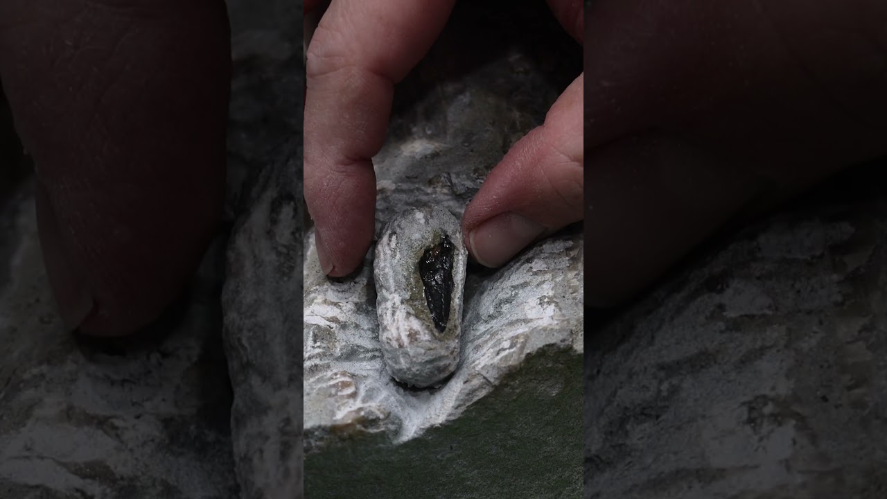 Prepping a plesiosaur tooth I found on the beach #tooth #fossil #prep #plesiosaur