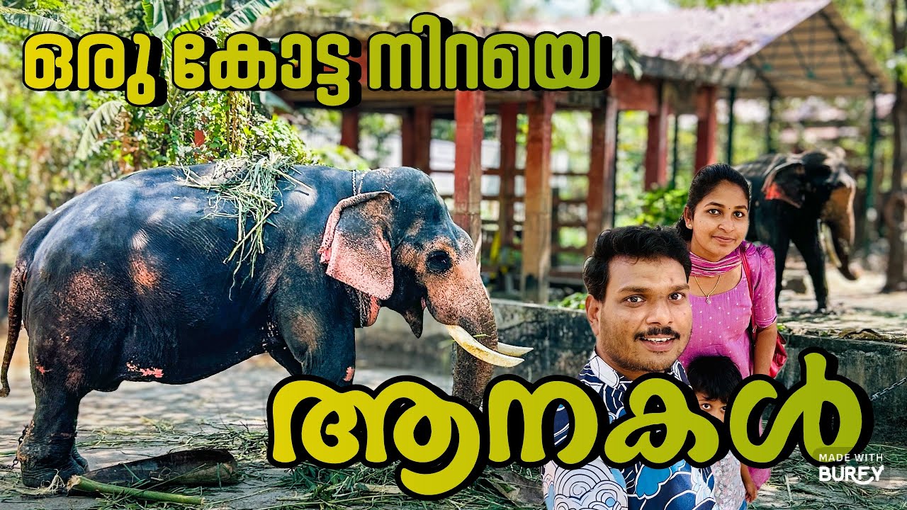Royal vibes at Punnathur Kotta | ആനകളുടെ സ്വന്തം നാട്! പുന്നത്തൂർ കോട്ടയിലെ ഒരു ദിവസം.
