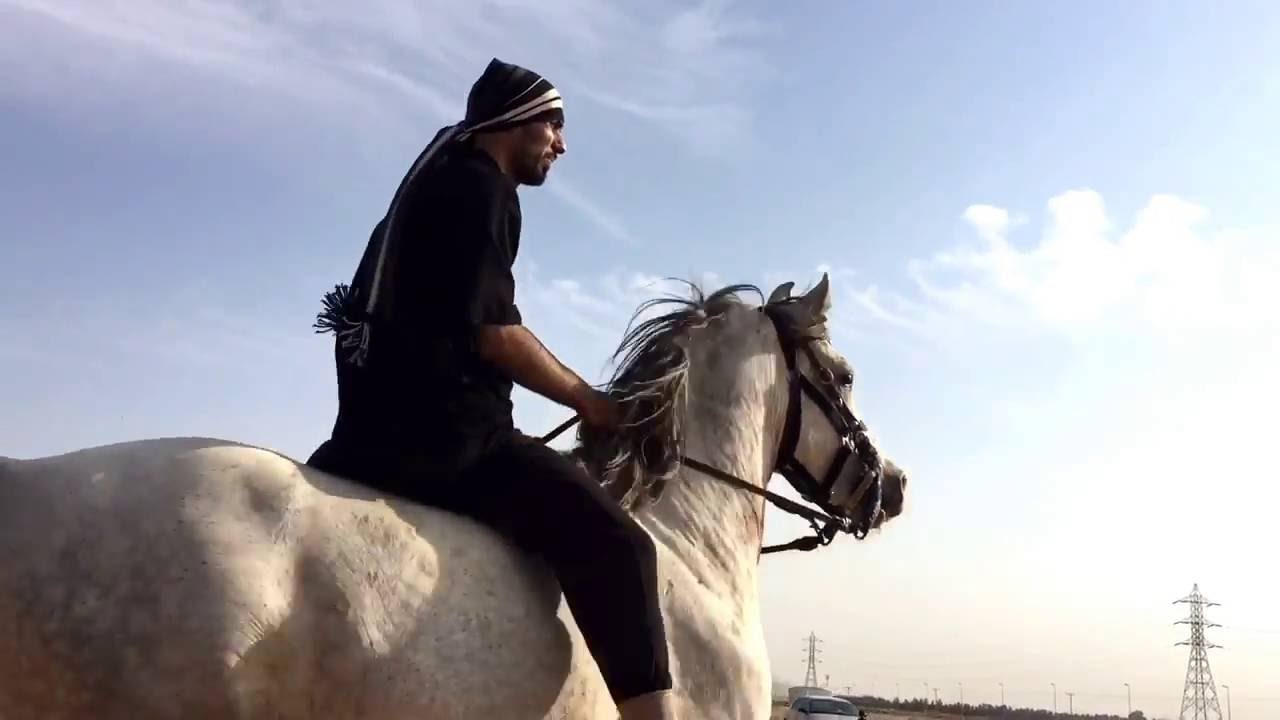GALLOPING A HORSE BAREBACK / الفتح أو الهد بالخيل بدون سرج