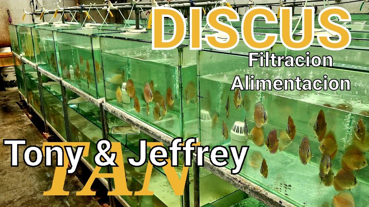 TONY TAN & JEFFREY TAN | Discus