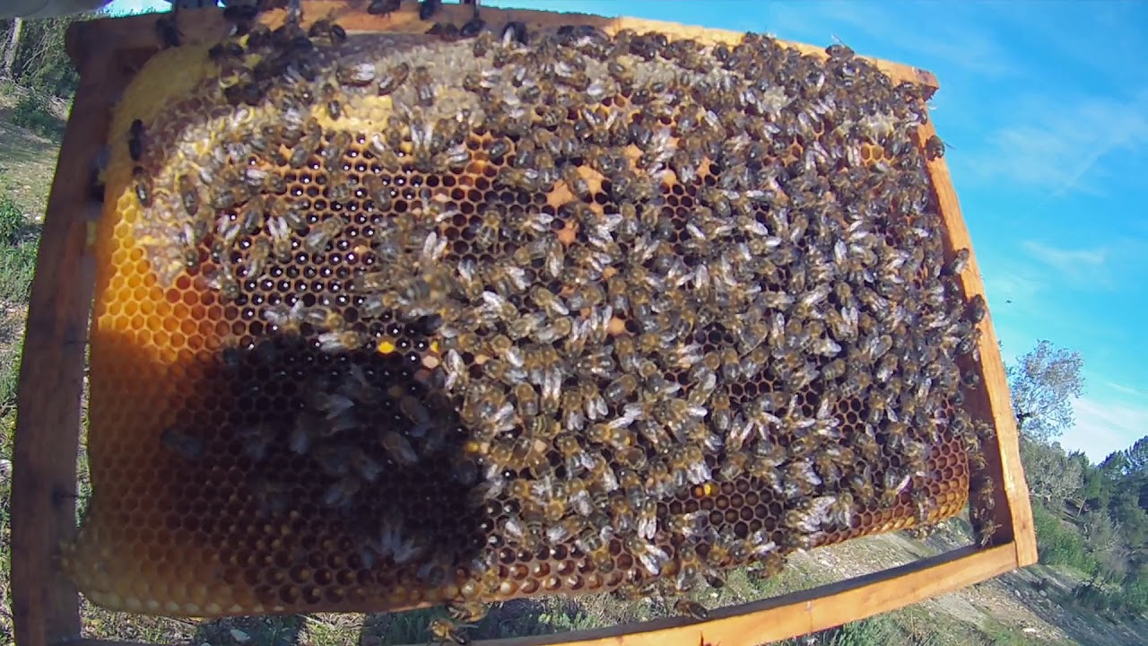Tratamento Varroa