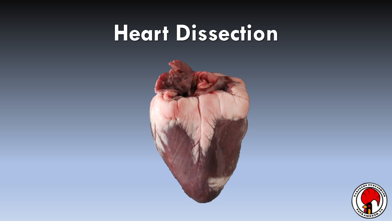 Heart Dissection