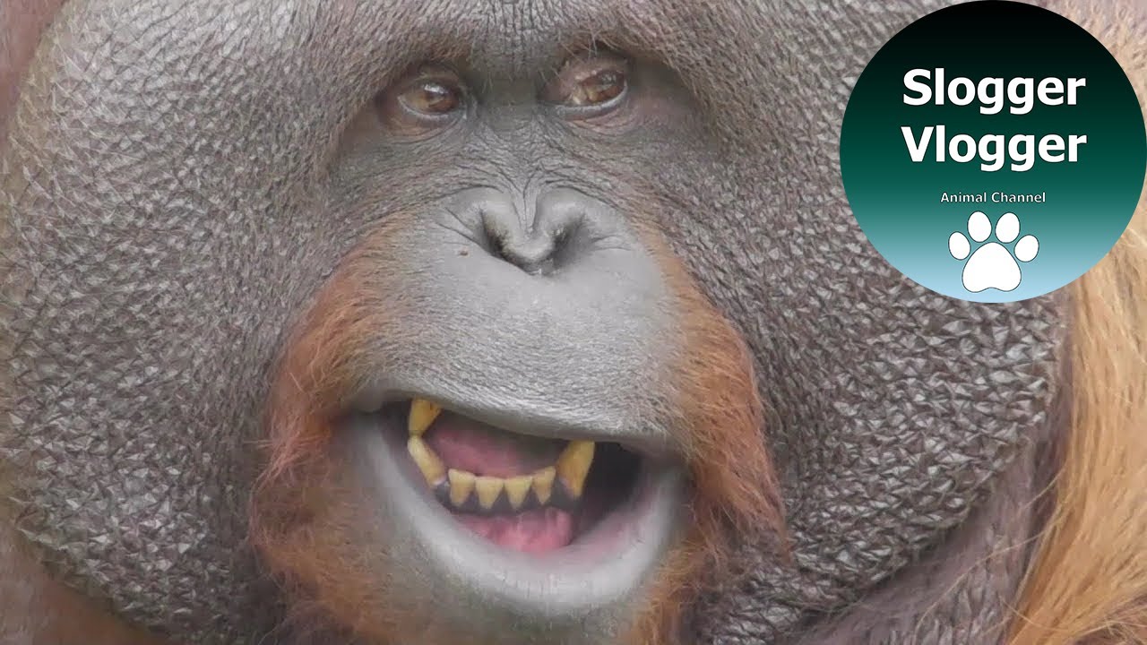 Орангутанг любит свою жевательную резинку