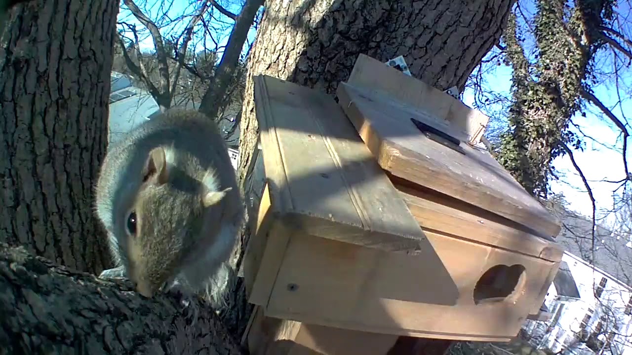 ep030 Squirrel’s cozy nesting box @ January 18-22, 2020